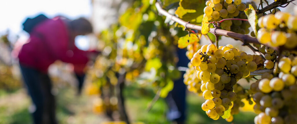 Grapes used to make white wine at Armstrong Valley Winery